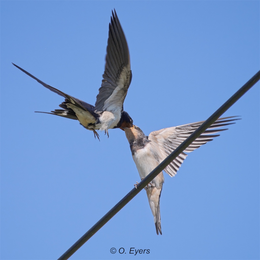 Stacks Image 9
